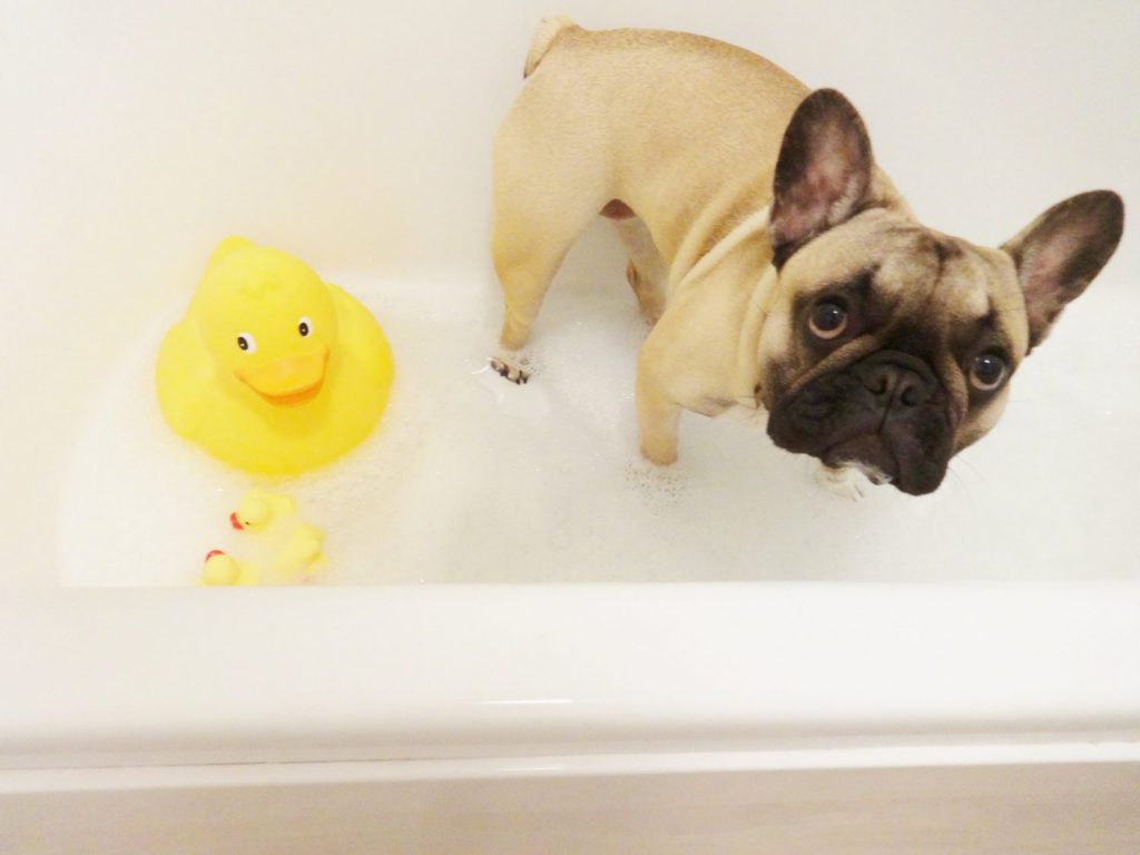 8 Things You Should Know About French Bulldogs