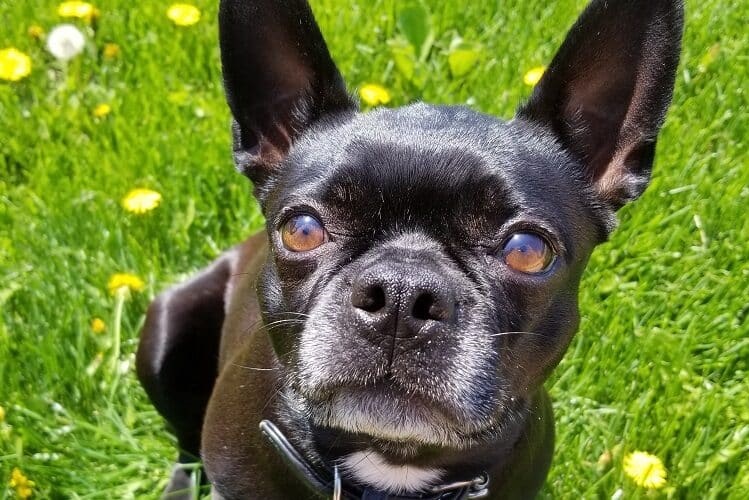 French Bulldog smile