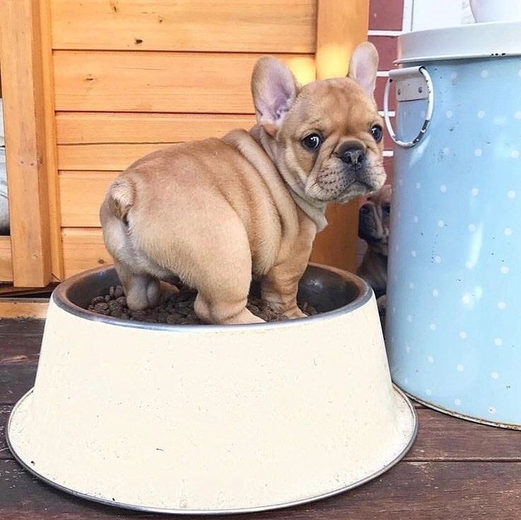Sleepy Frenchie