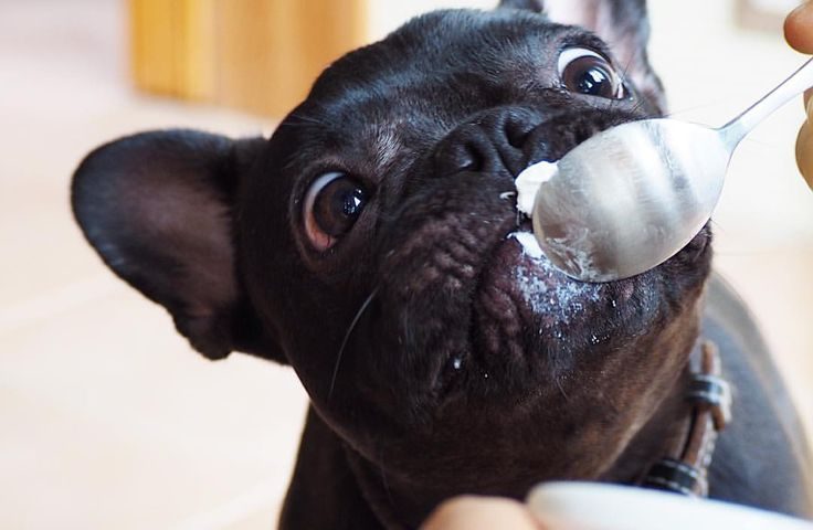 Frenchie Breeding
